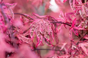 Acer palmatum 'Pink Passion' - 40-50 CM C3 - image 2