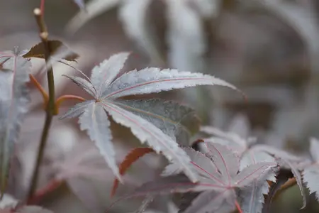 Acer palmatum 'Pixie' - P9 - image 2