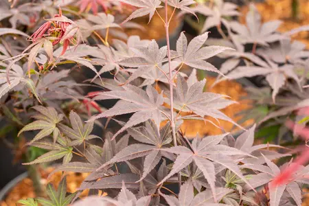 Acer palmatum 'Pixie' - P9 - image 5