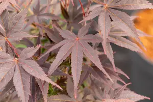 Acer palmatum 'Pixie' - 150-175 CM C20 - image 3