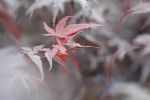 Acer palmatum 'Pixie' - 175-200  CM C20 - image 1
