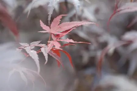 Acer palmatum 'Pixie' - 2 Ltr pot - image 1