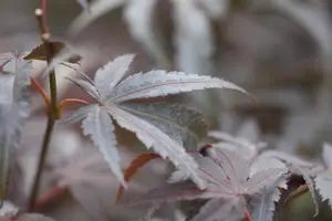 Acer palmatum 'Pixie' - 2 Ltr pot - image 2
