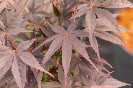 Acer palmatum 'Pixie' - 2 Ltr pot - image 3