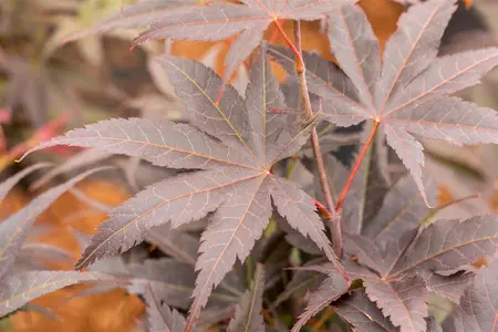 Acer palmatum 'Pixie' - 2 Ltr pot - image 4