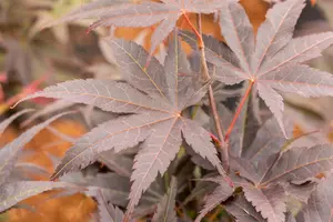 Acer palmatum 'Pixie' - 2 Ltr pot - image 4