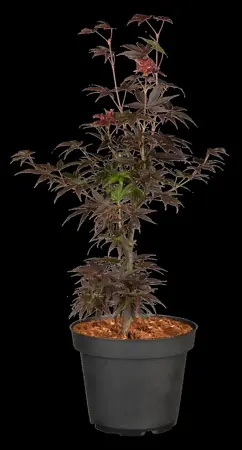 Acer palmatum 'Pixie' - 40-50 CM C5 - image 3