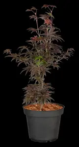 Acer palmatum 'Pixie' - 40-50 CM C5 - image 3