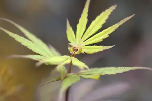 Acer palmatum 'Pung Kill' - 40-50 CM C5 - image 2