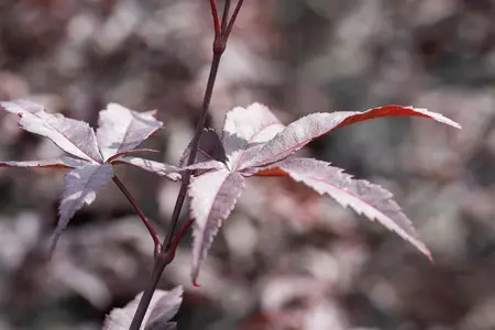 Acer palmatum 'Red Emperor' - 40-60 CM C3 - image 2