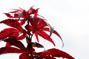 Acer palmatum 'Red Emperor' - 40-60 CM C3 - image 3