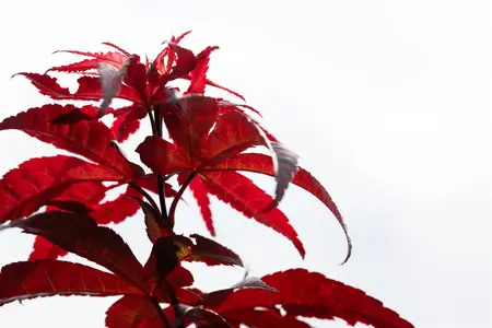 Acer palmatum 'Red Emperor' - P9 - image 3