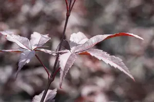 Acer palmatum 'Red Emperor' - 200-250 CM C80 - image 2