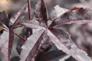 Acer palmatum 'Red Emperor'