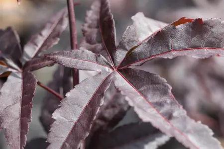 Acer palmatum 'Red Emperor' - 40-60 CM C3 - image 1