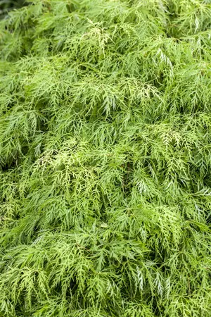 Acer palmatum 'Royal Garnet' - 30-40 CM C2