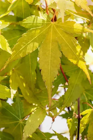 Acer palmatum 'Sangokaku' - 140-160 CM C25 - image 2