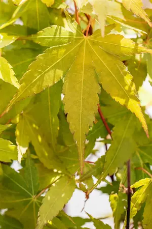 Acer palmatum 'Sangokaku' - 175-200 CM C40 - image 2