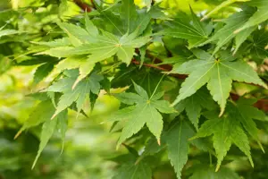 Acer palmatum 'Sangokaku' - 200-225 CM C35 - image 5