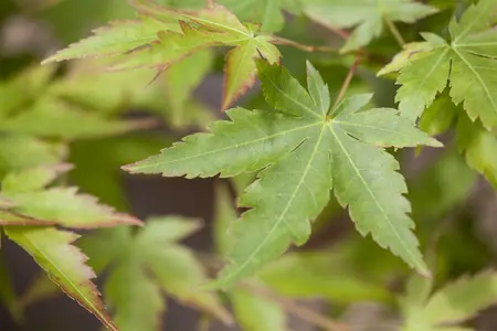 Acer palmatum 'Sangokaku' - 140-160 CM C25 - image 1