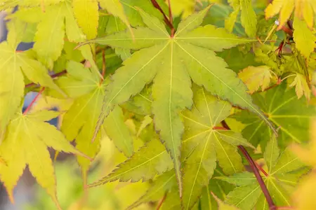 Acer palmatum 'Sangokaku' - 140-160 CM C25 - image 3