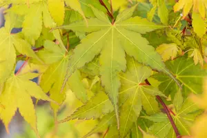 Acer palmatum 'Sangokaku' - 140-160 CM C25 - image 3