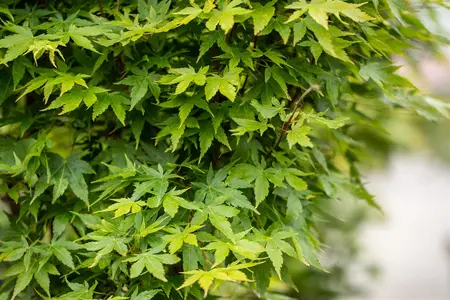 Acer palmatum 'Sangokaku' - 140-160 CM C25 - image 4