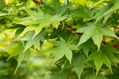 Acer palmatum 'Sangokaku' - 140-160 CM C25 - image 5