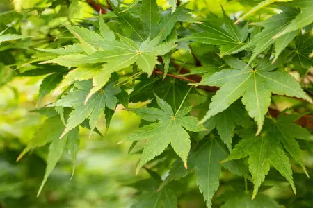 Acer palmatum 'Sangokaku' - 175-200 CM C40 - image 5