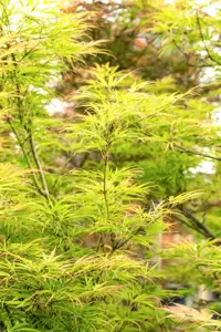 Acer palmatum 'Scolopendrifolium' - 200-250 CM C80 - image 3