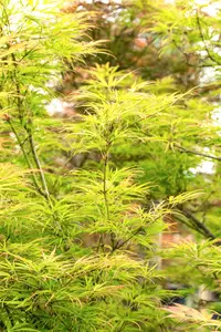 Acer palmatum 'Scolopendrifolium' - 175-200 CM C20 - image 3