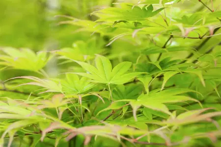 Acer palmatum 'Scolopendrifolium' - 150-175 CM C35 - image 1
