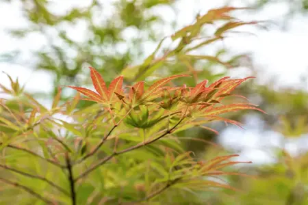 Acer palmatum 'Scolopendrifolium' - 200-250 CM C80 - image 2