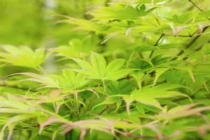 Acer palmatum 'Scolopendrifolium' - 150-175 CM C20 - image 5