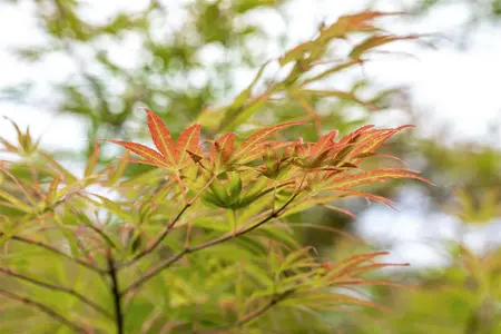 Acer palmatum 'Scolopendrifolium' - 150-175 CM C20 - image 2