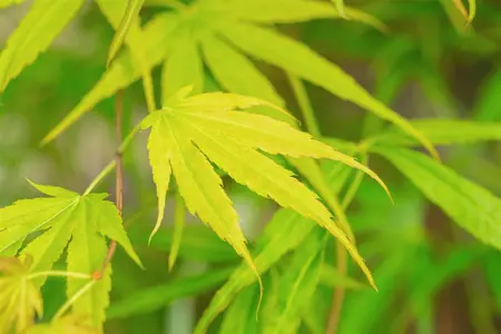Acer palmatum 'Scolopendrifolium' - 150-175 CM C20 - image 5