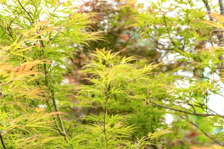Acer palmatum 'Scolopendrifolium' - 200-250 CM C50 - image 4