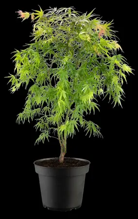 Acer palmatum 'Scolopendrifolium' - 200-250 CM C80 - image 5