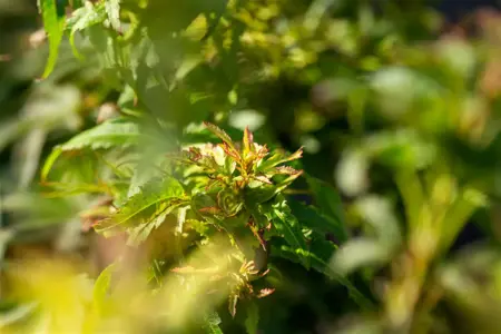 Acer palmatum 'Sharp's Pygmy' - 100-125 CM C50 - image 3