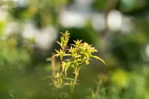 Acer palmatum 'Sharp's Pygmy' - 100-125 CM C50 - image 4