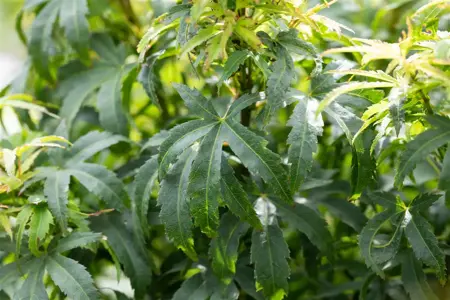 Acer palmatum 'Sharp's Pygmy' - 100-125 CM C50 - image 5