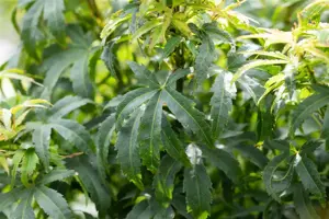 Acer palmatum 'Sharp's Pygmy' - 100-125 CM C50 - image 5