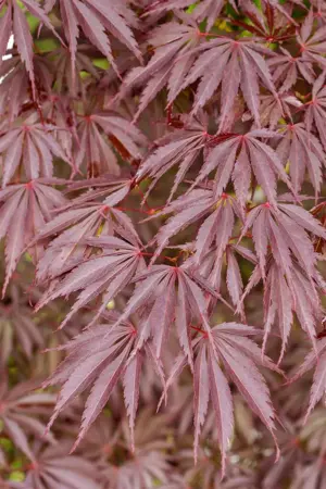 Acer palmatum 'Sherwood Flame' - 60-80 CM RB