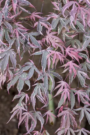 Acer palmatum 'Shirazz'? - 2 Ltr pot - image 1