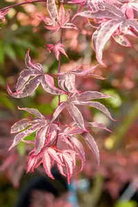 Acer palmatum 'Shirazz'? - 2 Ltr pot - image 4