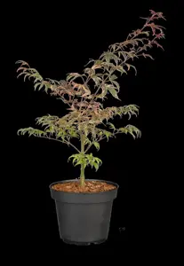 Acer palmatum 'Shirazz'? - 40-50 CM C3 - image 5