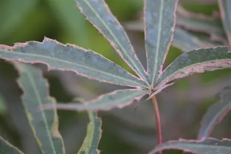 Acer palmatum 'Shirazz'? - 2 Ltr pot - image 2