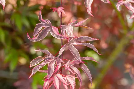 Acer palmatum 'Shirazz'? - 2 Ltr pot - image 3