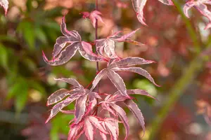 Acer palmatum 'Shirazz'? - 2 Ltr pot - image 3