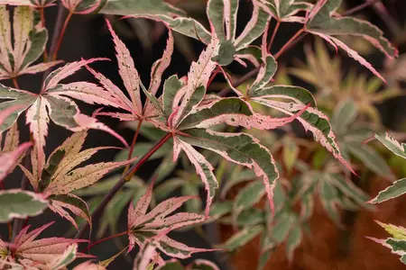 Acer palmatum 'Shirazz'? - 2 Ltr pot - image 5